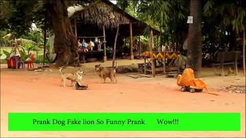 Wow!!! Try To Stop Laugh Challenge - Fake Lion Prank Dogs So Funny Prank