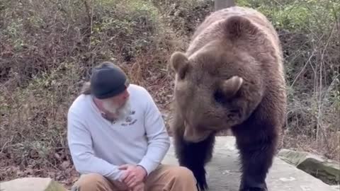 Bear Man Talking To Adult Brown Male Bear and