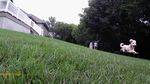 Bent Tree Baxter Strong1