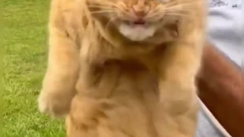 Funny cat