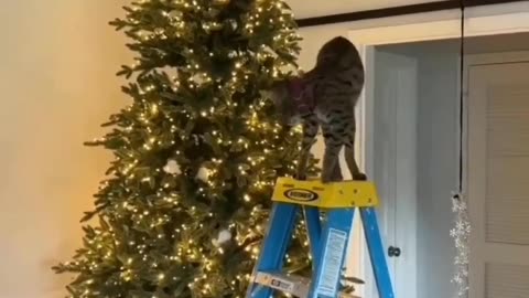 Just finishing the decorations 😂 • 👉 Join the cat club for more cute posts ❤️