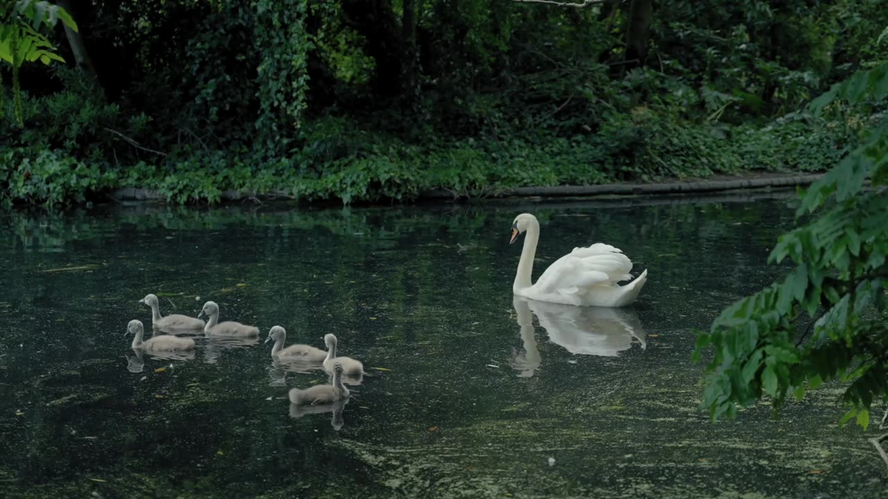 Swans swimming