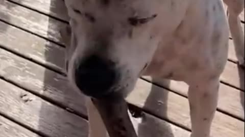 Funny animal