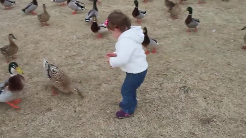 Baby Quinn feeding ducks at the park (CUTE!)