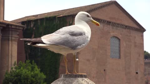 seagull standing