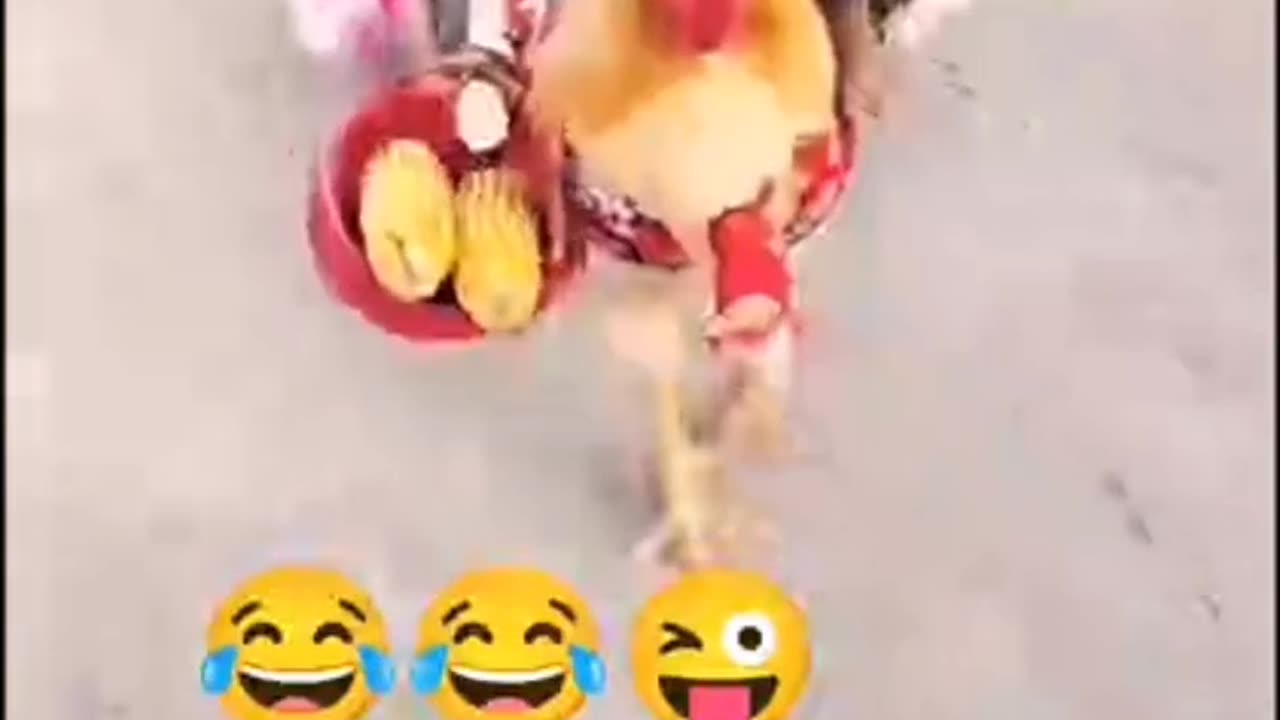 Funny Chickens 😂😂