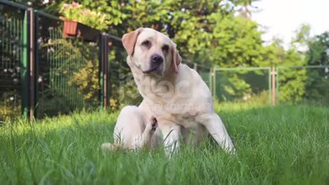 Sweet Summer Dogs Mating With Taste Unforgettable