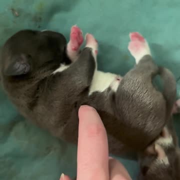 3 day old puppy’s leg thumping 👇 See the Description for a Surprise!