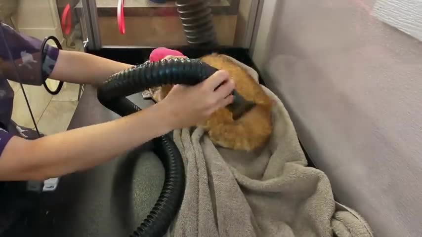 Give me trouble you get the bubble British Shorthair
