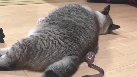 Cat funny