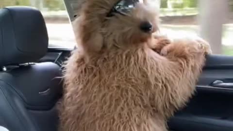 "Riding Shotgun with My Best Friend: Adventures of a Dog on the Go!"