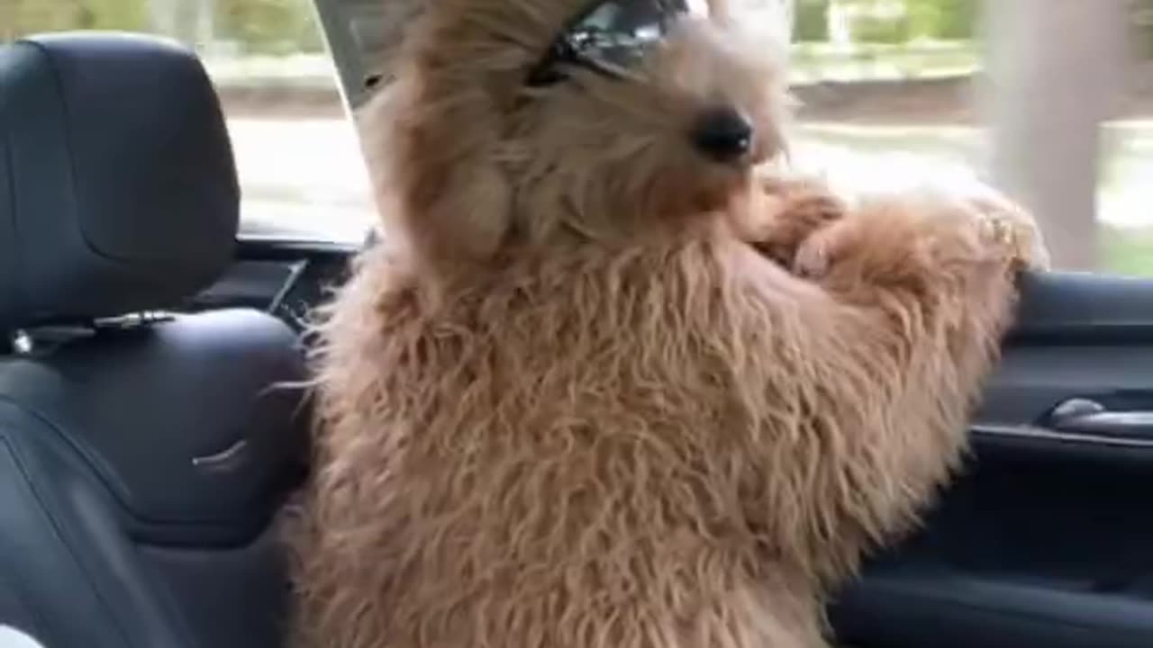 "Riding Shotgun with My Best Friend: Adventures of a Dog on the Go!"