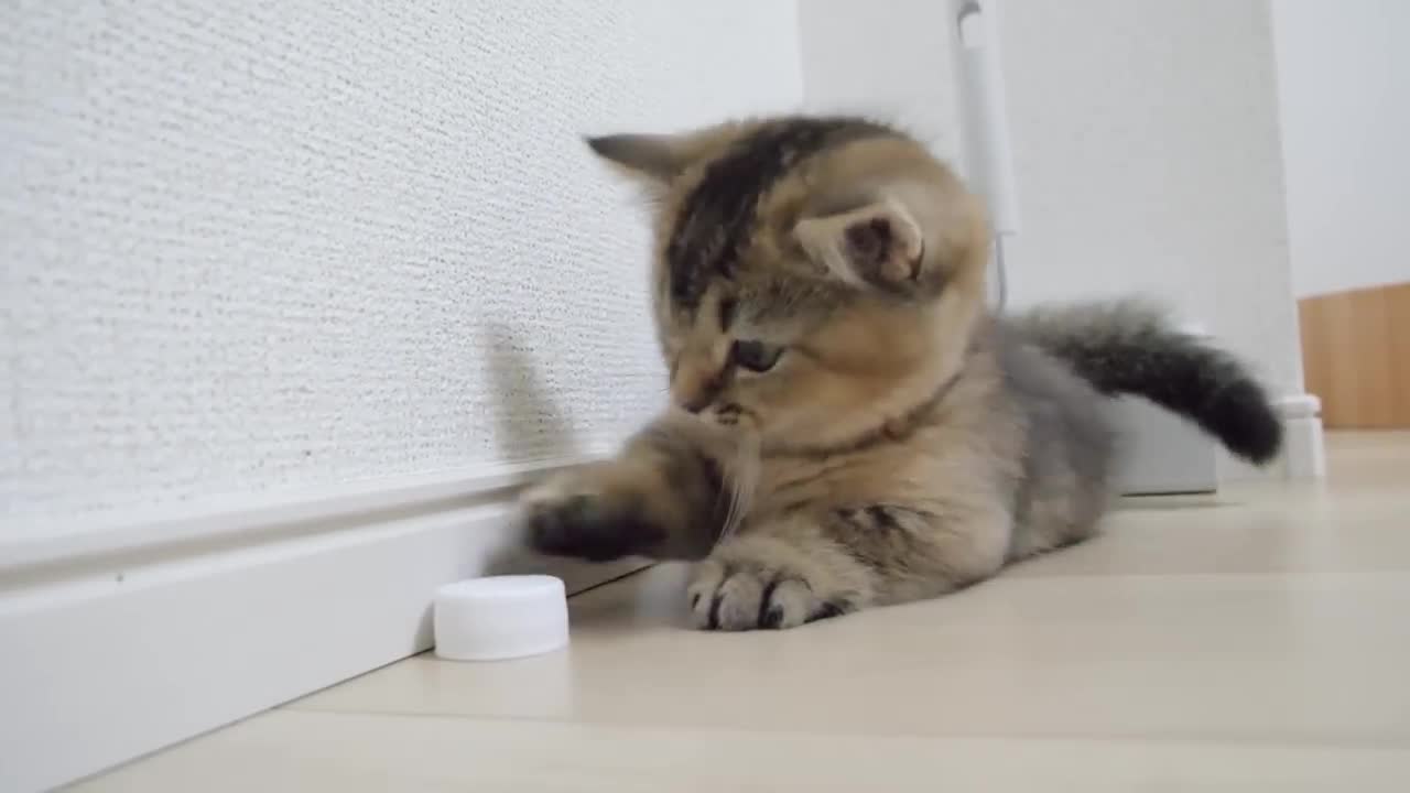 Kitten Kiki vs PET bottle cap!