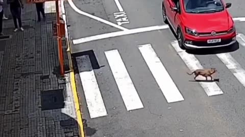 Smart dog leads to hilarious car accident- you won't believe what happens next!