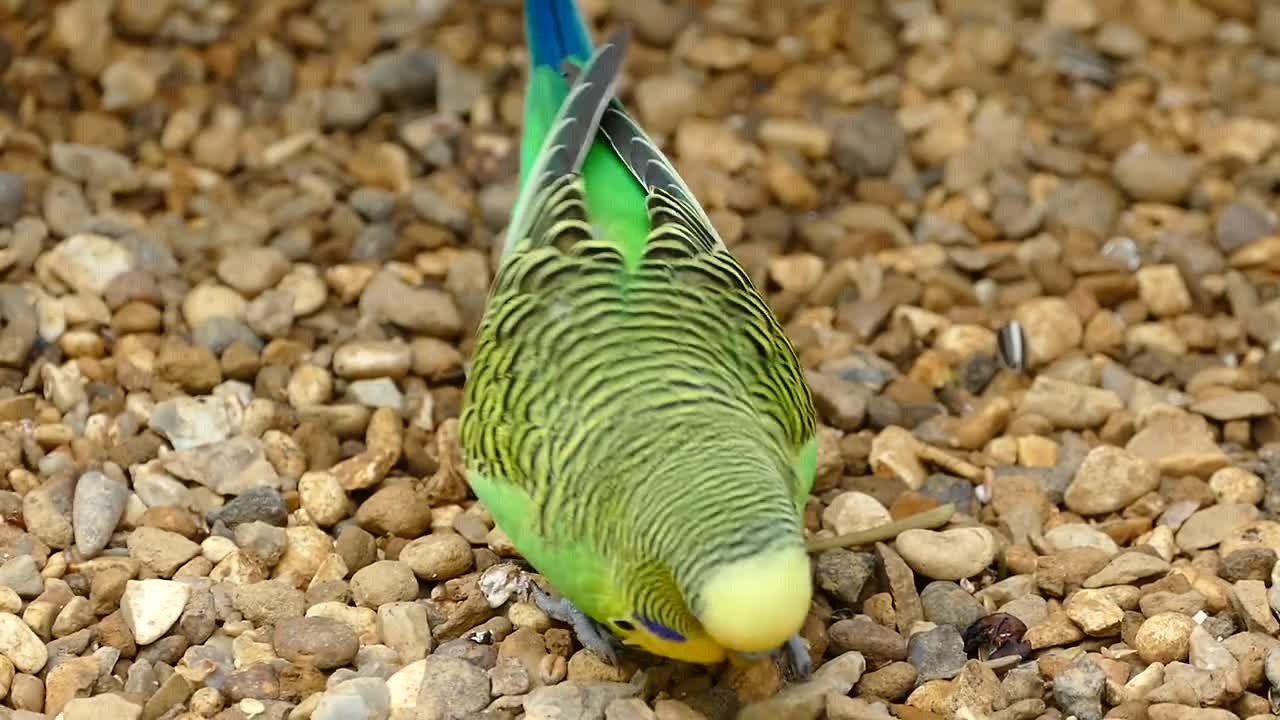 Wonderful bird wow