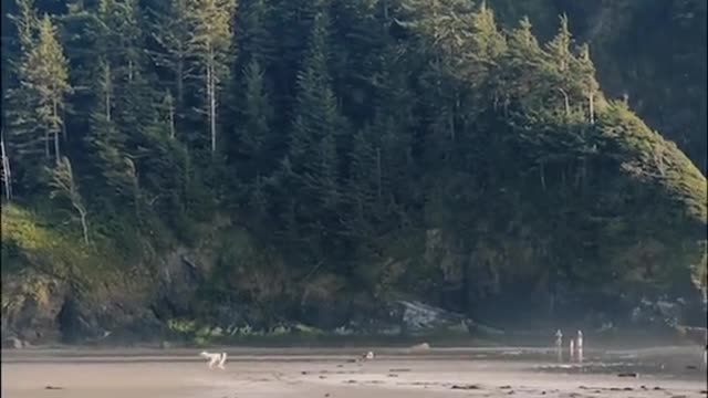 POV: you & your soulmate head to the Pacific after work to watch your pup happily run into the ocean