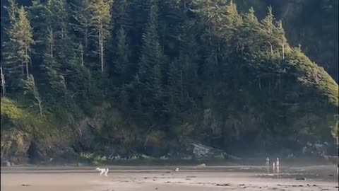 POV: you & your soulmate head to the Pacific after work to watch your pup happily run into the ocean