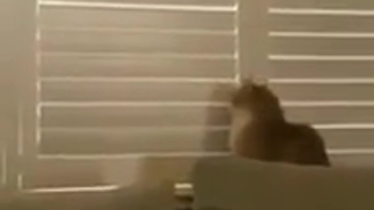 cat opening shutters outsmarts human closing them on it