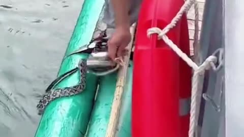 suddenly the snake climbed into the boat