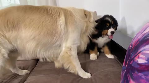 What a Golden Retriever does when ignored by a Bernese Mountain Dog Puppy