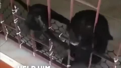 THIS PUPPYA cat helped a puppy who got stuck in a fence