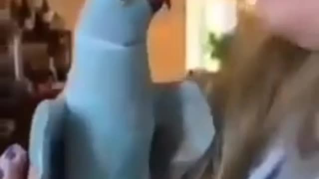 Parrot kiss his owner