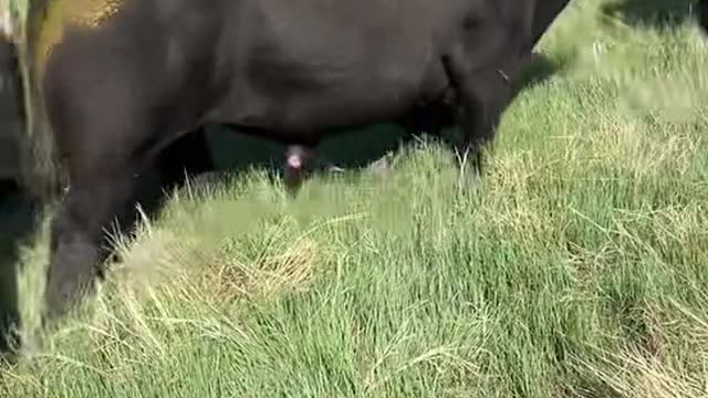 He’s just a little excited to see his new ladies #kansas #ranchlife #cows #bull