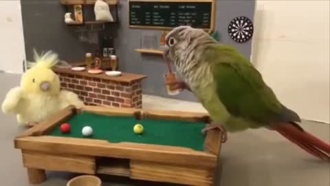 Parrot Boss