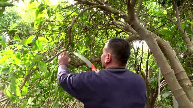 Gazans take Hebrew classes to get Israeli permits
