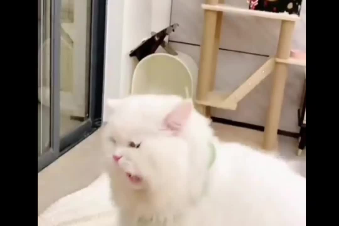 Adorable funny Smart Cat