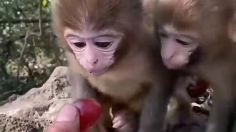 Cute Baby Animals