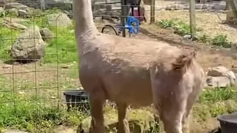 Sheep & llama shearing process 🐑