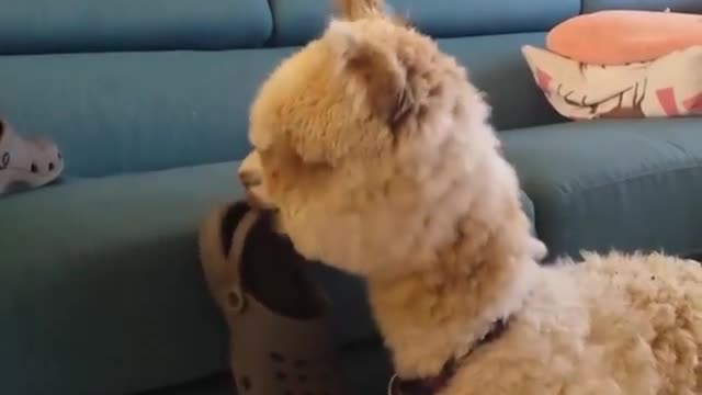 Alpaca playing with Crocs 🦙