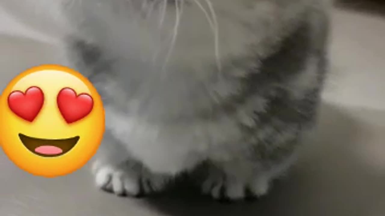RELAXING CAT