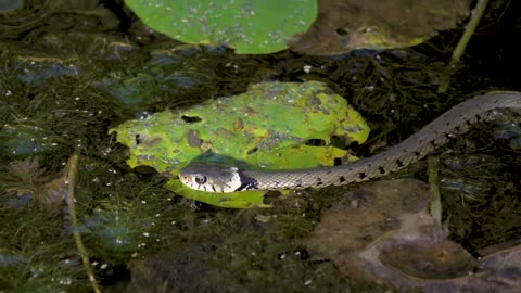 Water snake | snake | wildlife | dangerous snake