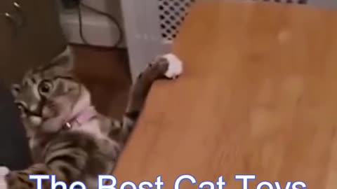 Best Funny Cat Videos