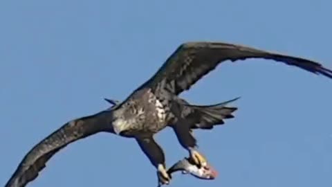 Eagle hunting fish shoking video