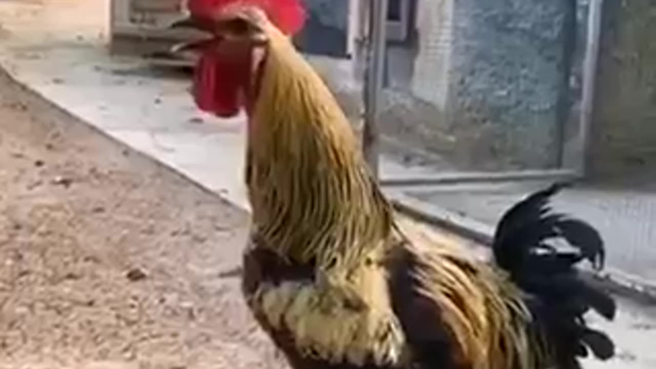 The best rooster