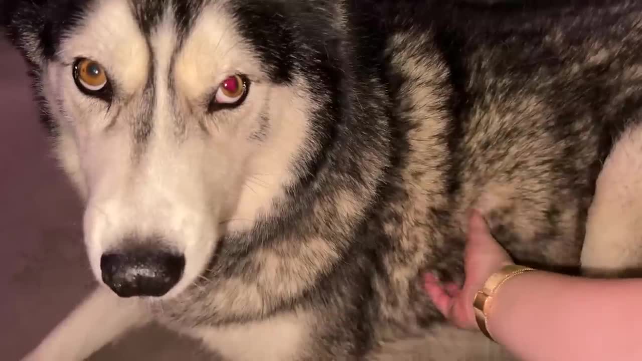 Trying To Guess What My Grumpy Husky Wants!