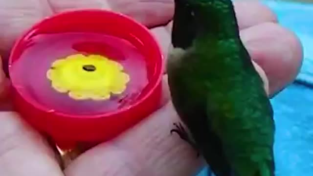 so Beautiful birds