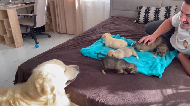 Golden Retriever Meets Puppies for the First Time