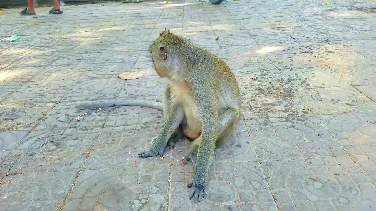 AWW New Funny Videos 20223😂 Cutest animals Doing Funny Things monkey