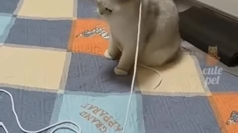 Funny cats