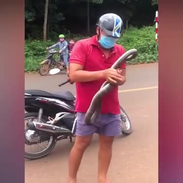 Skillful snake catching technique
