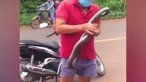 Skillful snake catching technique