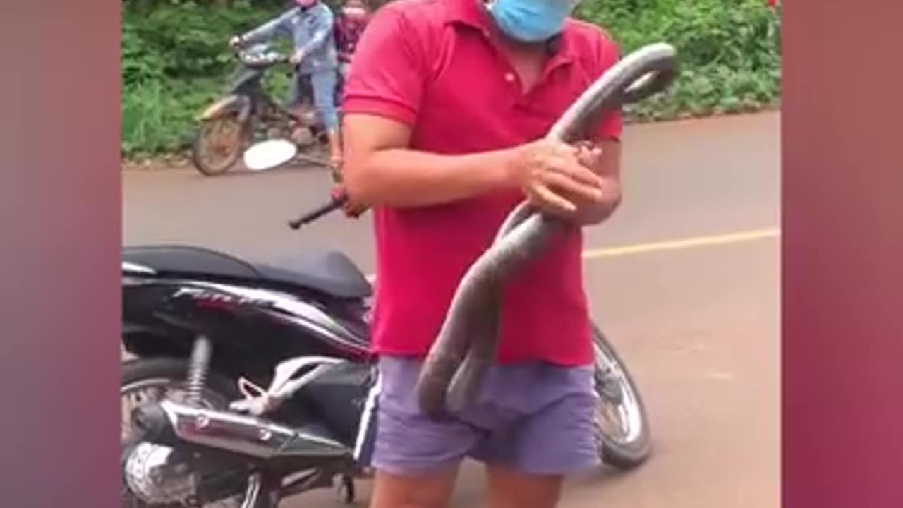 Skillful snake catching technique