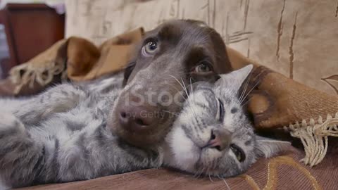 Cat and a dog