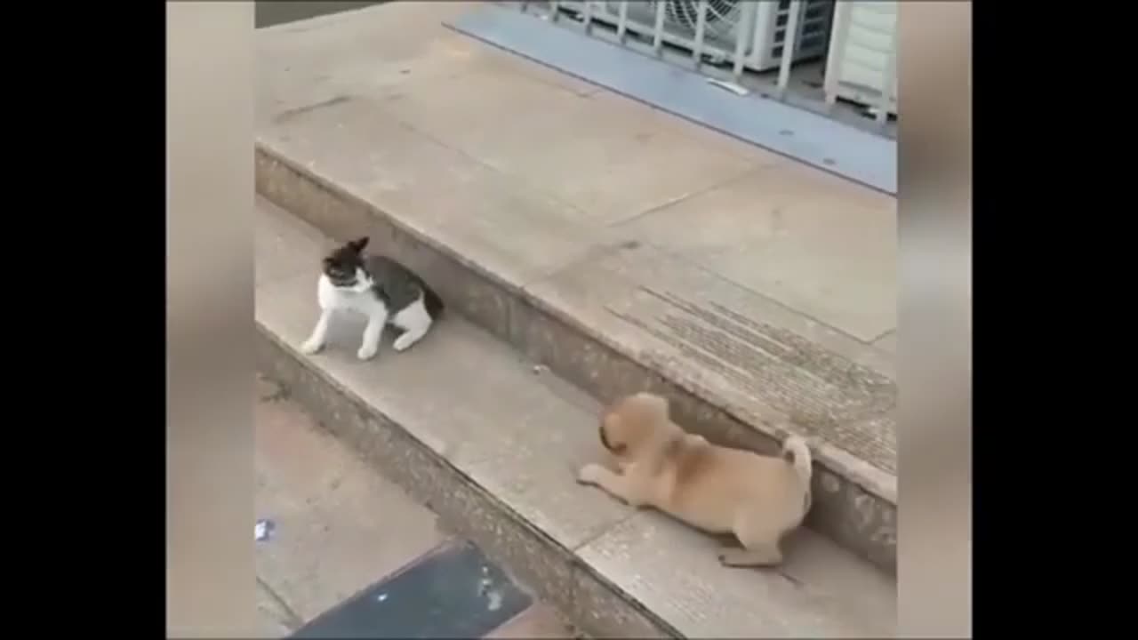 cat vs dog