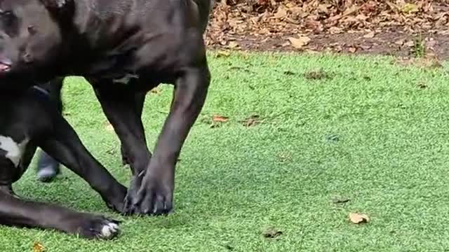 I like bulldogs..mp4