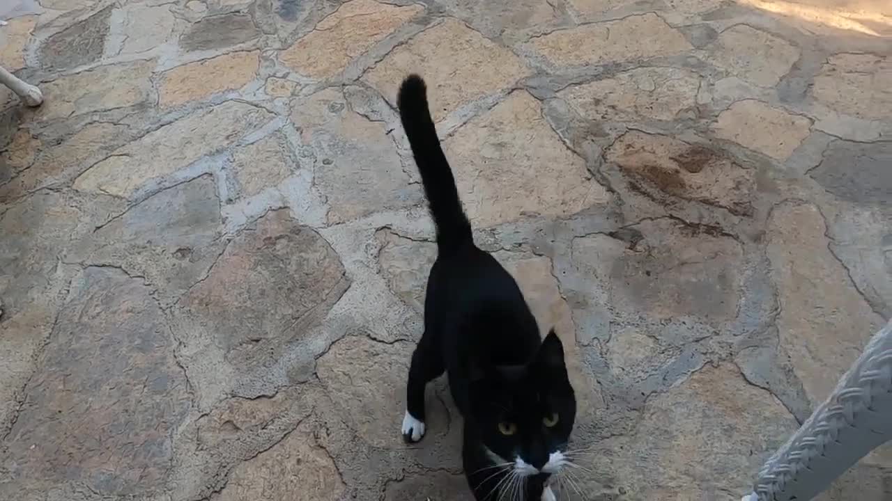 Very hungry mother cat meows on my doorstep and asks me for food